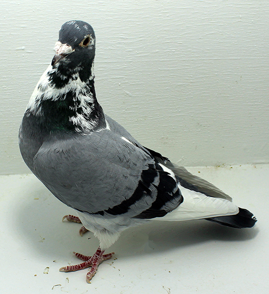 Band: AU 20038 FOYS 2025